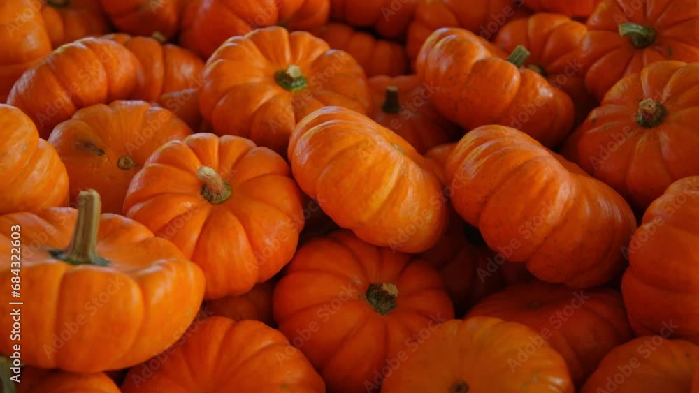 Pumpkin harvest of various pumpkins Orange shapes and sizes on the farm counter. Close up shot Pumpkin harvest of various pumpkins Orange shapes and sizes on the farm counter. Close up shot