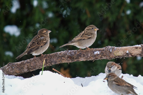 sparrows perching on a branch at a cold wintry day 
