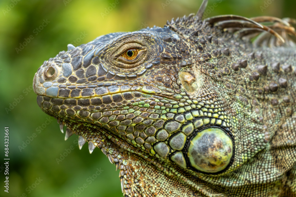Fototapeta premium Green Iguana at the Saigon zoo