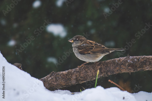 a sparrow perched on a branch at a cold wintry day © Chamois huntress