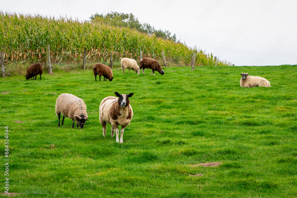 Domestic sheep grazing in the pasture.