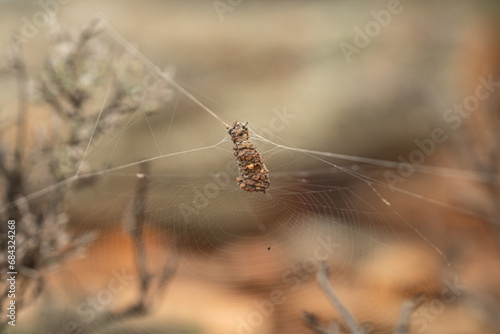 Spider rocky nest