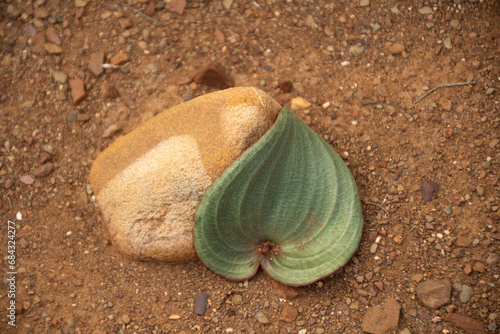 Leaf photo