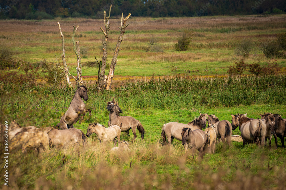 Naklejka premium Free-ranging Koniks in the Geltinger Birk nature reserve on the Baltic Sea in Germany.