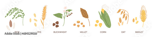 Cereal grains. Agriculture seeds and plants. Vegetarian nutrition. Different farm crops. Buckwheat and rice. Ear of corn. Barley harvest. Millet stems. Oat and rye. Garish vector set