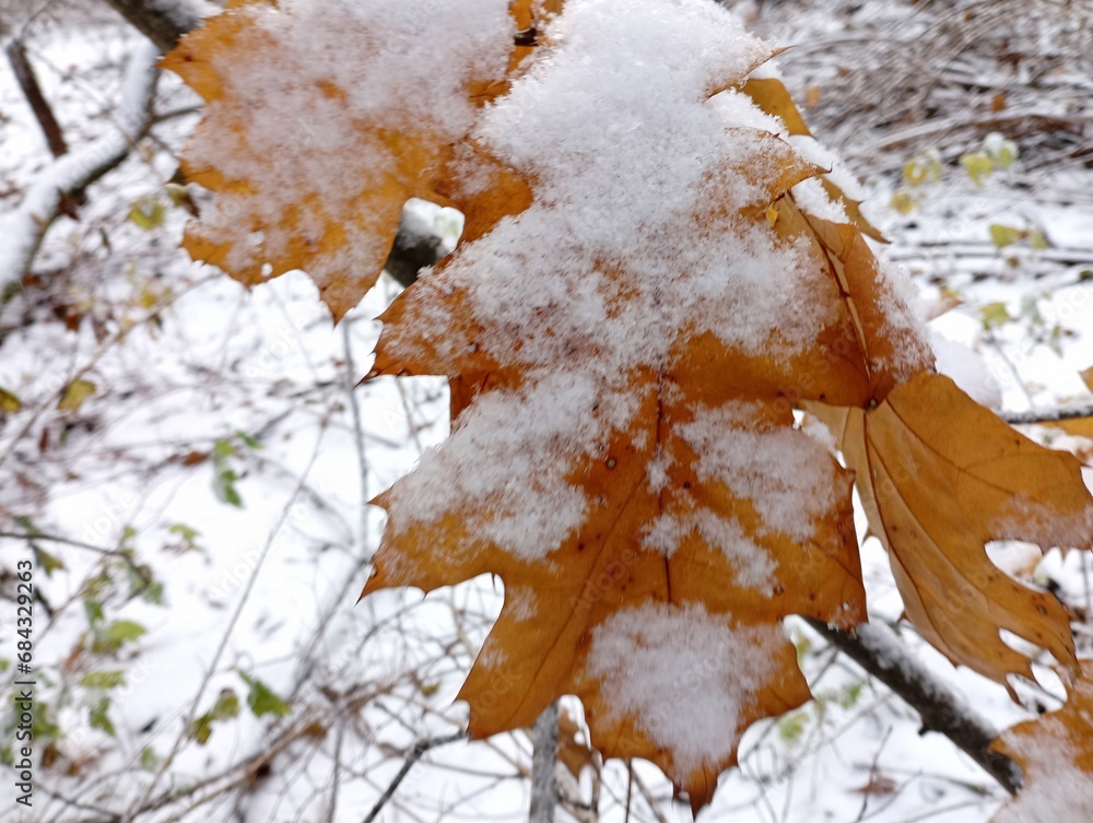Yellow oak leaves under white cold snow on the tree. The theme of the onset of winter. Forest backgrounds and textures.