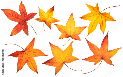 Bright yellow red autumn leaves with curved stalks set isolated transparent png. Liquidambar or sweetgum or star gum or redgum or satin-walnut or American storax plant fall colored foliage.
