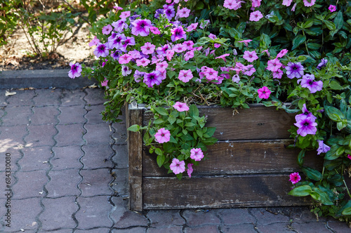 Fototapeta Naklejka Na Ścianę i Meble -  Petunia, purple Petunias in the pot. Lush blooming colorful common garden petunias in city park. Family name Solanaceae, Scientific name Petunia