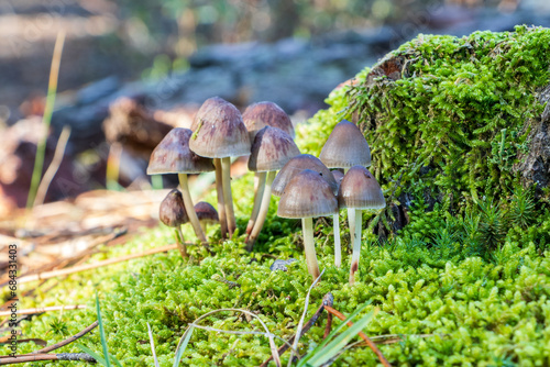 Set of Panaeolus papilionaceus mushrooms on moss photo