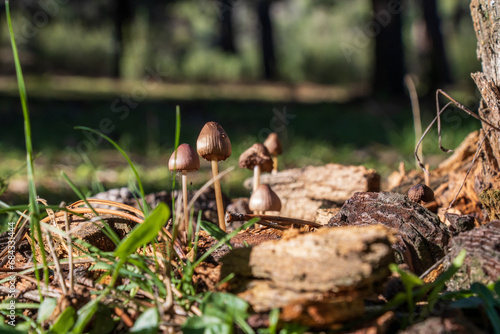 Set of mushrooms from the family Panaeolus papilionaceus