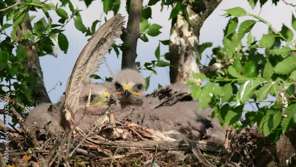 Common buzzard buteo buteo, in the wild. Chicks in the nest during the nesting season. Close up. Young chicks. Common buzzard buteo buteo, in the wild. Chicks in the nest during the nesting season. Close up. Young chicks.
