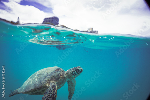 Snorkeling with Wild Hawaiian Green Sea Turtles in Hawaii near Waikiki  photo