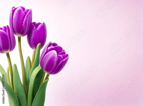 Purple tulips in a isolated pastel background. With space for text. Generative AI © dana
