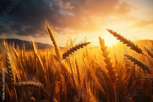 A beautiful sunset over a field of wheat. This image captures the serene and peaceful ambiance of the countryside at dusk. Perfect for adding a natural and calming touch to any project or design.