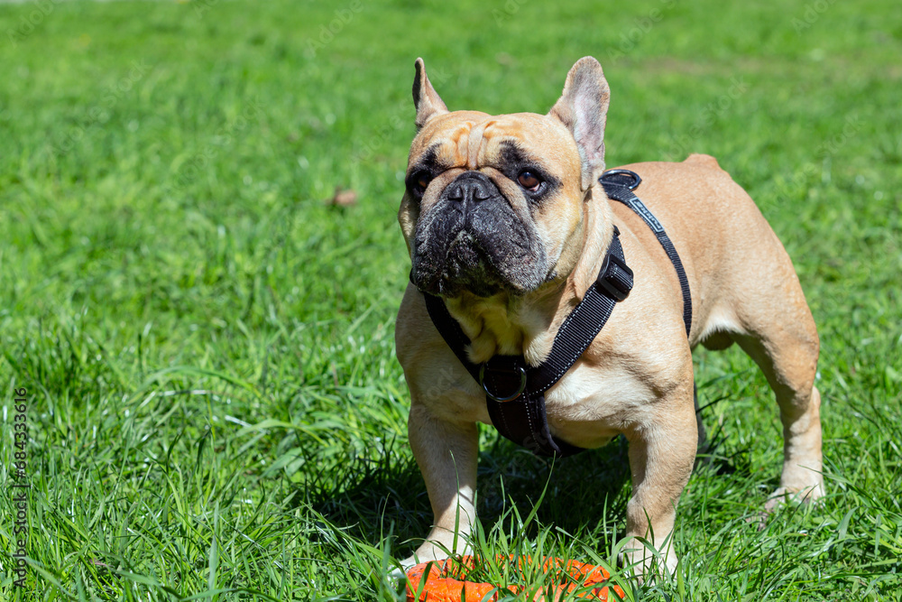 A dog of the French bulldog breed is playing in the park on the green grass...
