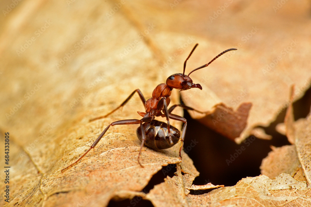 red angry ant on a leaf_8 red angry ant on a leaf_8