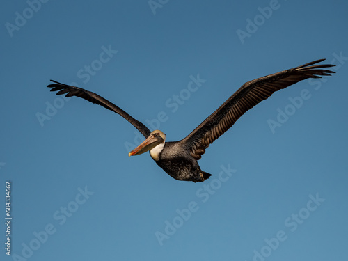 Pelican flying through the air