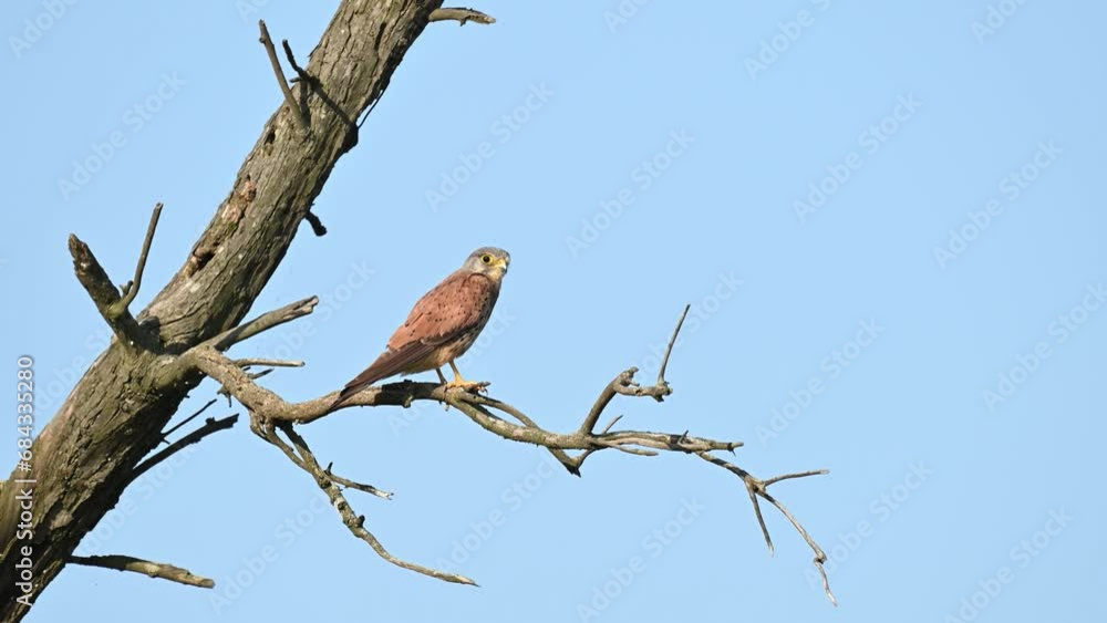 Common Kestrel, Falco tinnunculus, little bird of prey. Common Kestrel, Falco tinnunculus, little bird of prey.