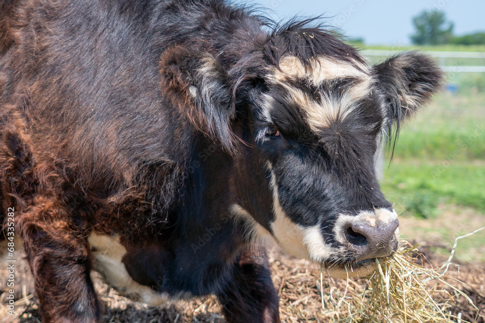 Black and white cow chews dry grass or hay, portrait of hairy head. Cattle cow grazing on hay at summer in Canada. Cute friendly animal at rural farm. Farming. Black and white cow chews dry grass or hay, portrait of hairy head. Cattle cow grazing on hay at summer in Canada. Cute friendly animal at rural farm. Farming.