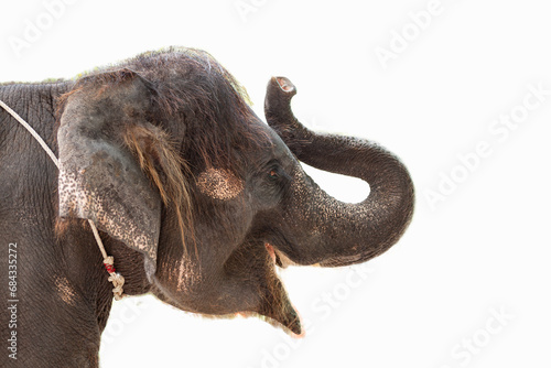 Portrait of a baby elephant on a white background. Side view.