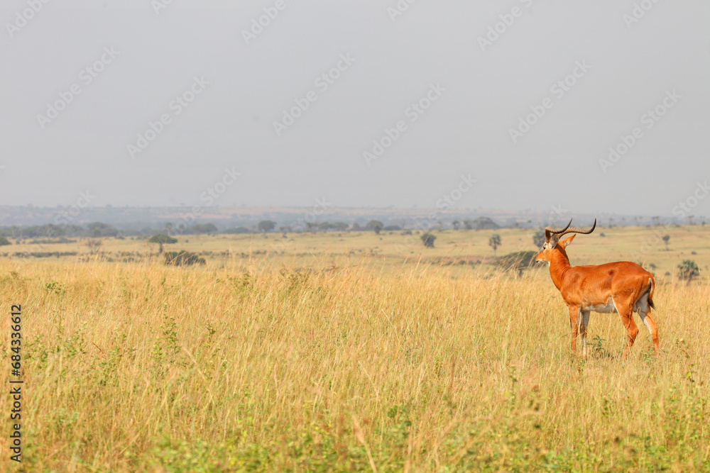 Ugandan kob Ugandan kob