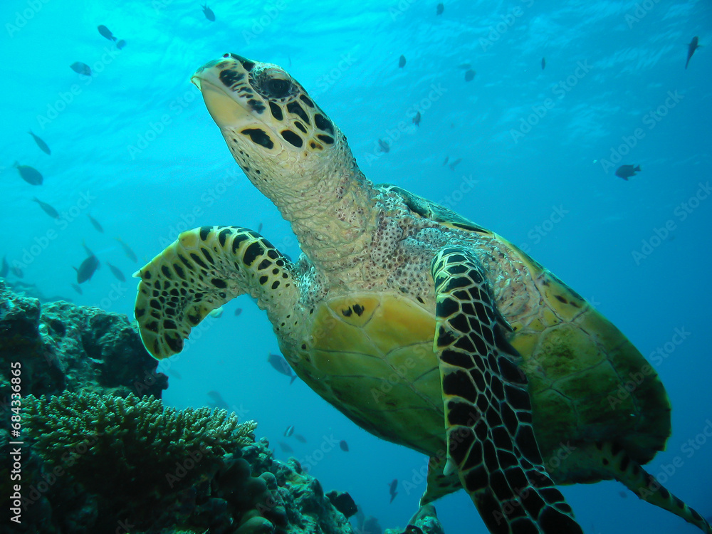 Obraz premium Green Turtle