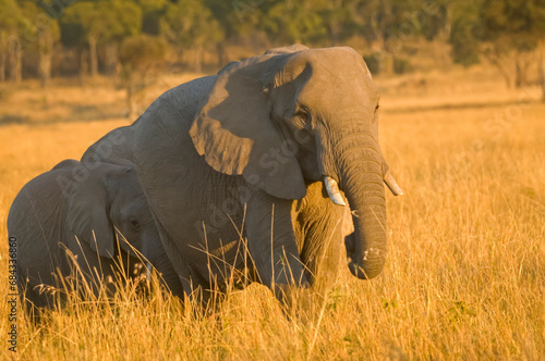 Elephants at the golden hour