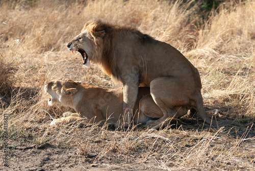 lion and lioness mating