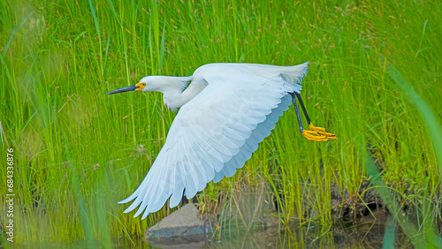 Snowy White Egret