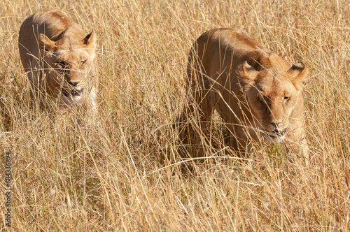 lions in the savannah