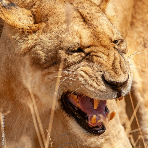 close up of a lion growling