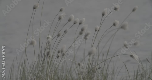 Cotton Grass At Riverside Close-up View on White Fluffy Flowers Eriophorum Angustifolium Known As Cottongrass, Cotton-grass clog2, clog, canon c70, c log 2, plant photo