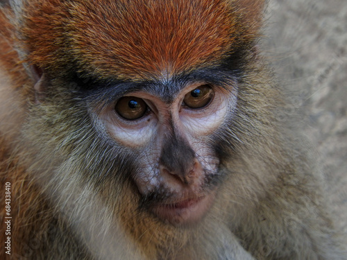 Close up little monkey looking at the camera