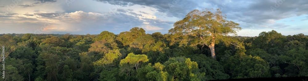 canopy of amazon rainforest panorama in tambopata: tree cover from observation tower at sunrise