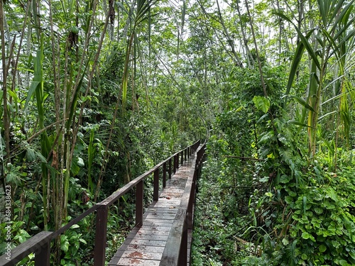 wooden path leading through lush rainforest in peru tambopata national reserve