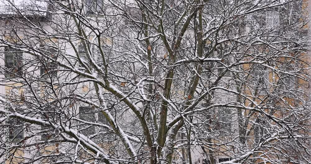 Closeup of tree branches during a heady snowfall in slow motion. Closeup of tree branches during a heady snowfall in slow motion.