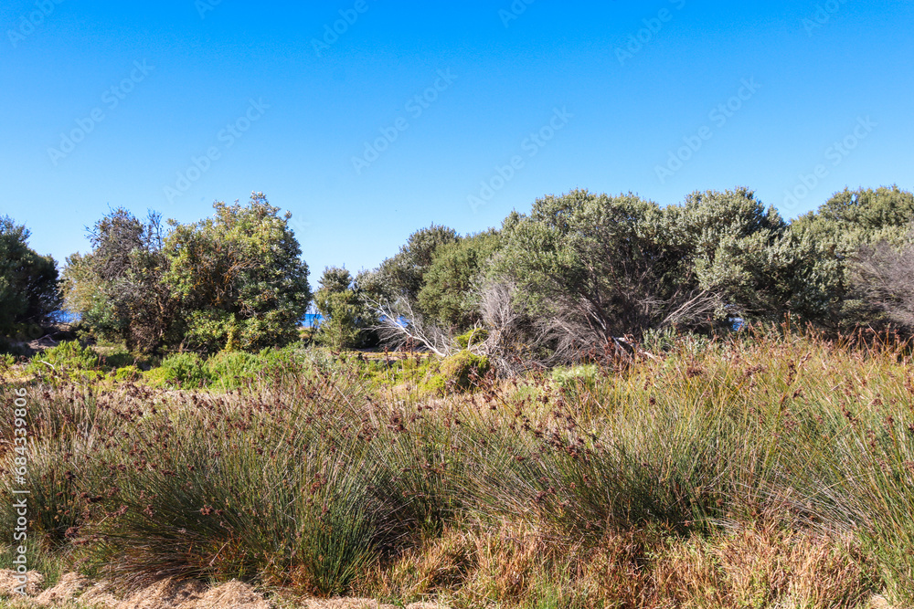 coastal grasses and tea trees on sand dunes coastal grasses and tea trees on sand dunes