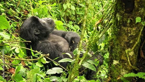 Eastern Gorilla - Gorilla beringei critically endangered largest living primate, lowland gorillas or Grauer's gorillas (graueri) in green rainforest, adults and child feeding and playing, Silverback