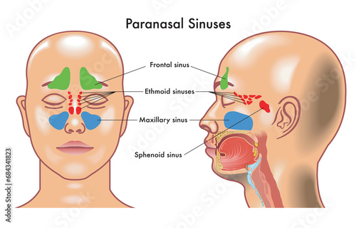 Medical diagram of  Paranasal Sinuses in the human head.