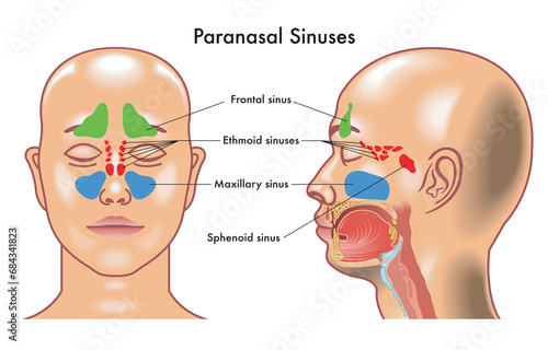 Medical diagram of  Paranasal Sinuses in the human head. photo