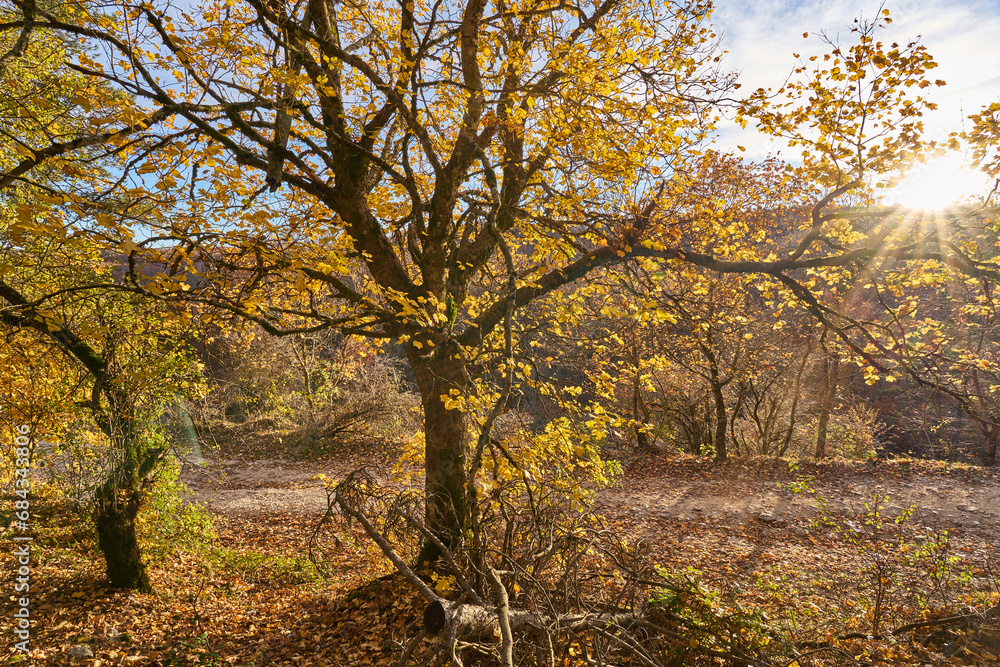 Fototapeta premium Autumn at Monte Livata, Monti Simbruini Natural Regional Park 