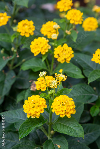 Yellow lantana flower, Lant...