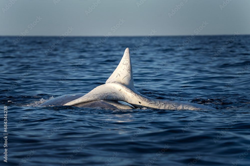 Fototapeta premium Southern right whale is breathing around the Valdés peninsula. Rare right whales during mating time. Cetacean surfacing behaviour. Young albino calf of whale is playing with mother.