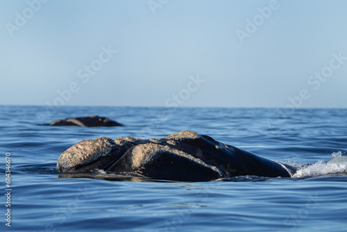 Quadro su tela Southern right whale is breathing around the Valdés peninsula