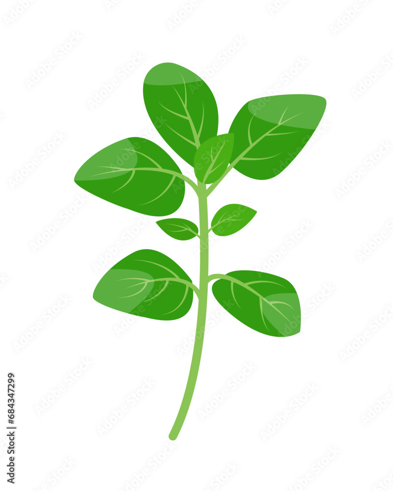 Fresh green sprig of Marjoram isolated on white background. Marjoram herb branch, organic aromatic spices for cooking food, culinary concept. Vector illustration. Fresh green sprig of Marjoram isolated on white background. Marjoram herb branch, organic aromatic spices for cooking food, culinary concept. Vector illustration.
