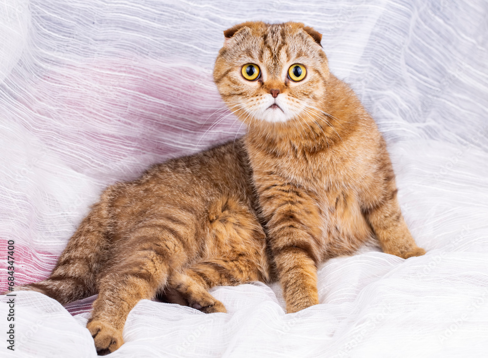 Domestic tabby Scottish Fold cat.