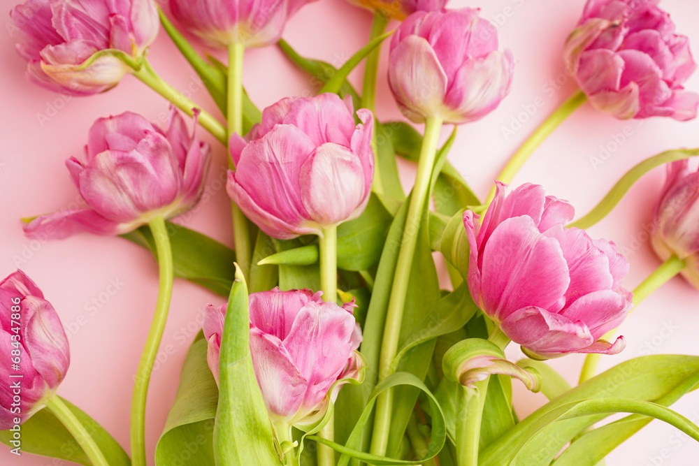 Fototapeta premium Fresh pink peony tulips on pastel pink background, close-up. Festive concept for Mother's Day or Valentines Day. Greeting card, flat lay, banner format.