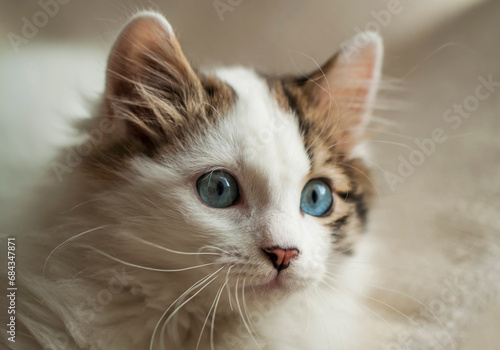 Blue eyed cat, white cat indoor photo