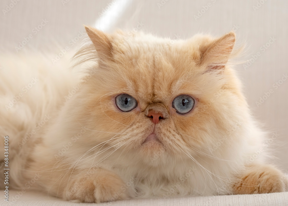 Pet animal; cute cat indoor. Cute Persian Cat