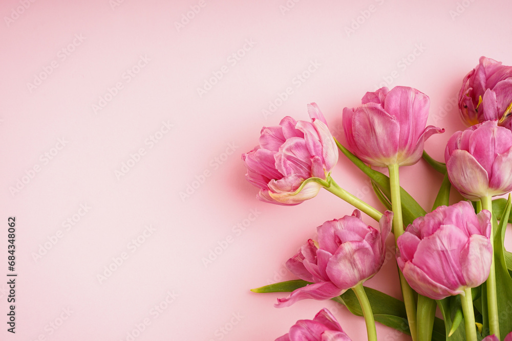 Fresh pink peony tulips on pastel pink background with space for text. Festive concept for Mother's Day or Valentines Day. Greeting card, flat lay, banner format. Fresh pink peony tulips on pastel pink background with space for text. Festive concept for Mother's Day or Valentines Day. Greeting card, flat lay, banner format.